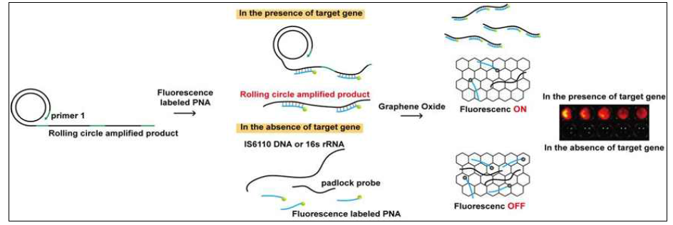 산화그래핀과 형광 프로브핵산을 이용한 RNA 바이러스 형광검출