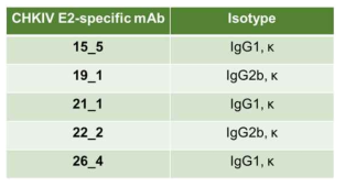 CHIKV E2에 대한 항체 isotype 분석