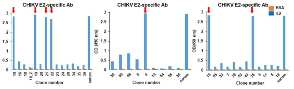 CHIKV E2에 대한 항체 분비 하이브리도마의 항체가 스크리닝