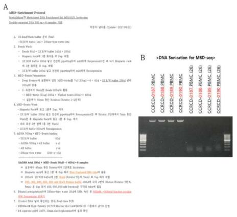 혈액 단핵구 및 조직에서의 MBD-seq 분석을 위한 프로토콜 확립. A. MBD-seq 프로토콜 확립 B. 개의 혈액 단핵구 및 조직으로부터 얻은 Genomic DNA로 MBD-seq을 수행하기 위한 DNA Fragmentation 조건 확립. (Sonication을 이용하여 DNA를 200~300bp 이하의 크기로 조각내는 과정은 MBD-seq data의 질 향상을 높여주는 중요한 단계임)