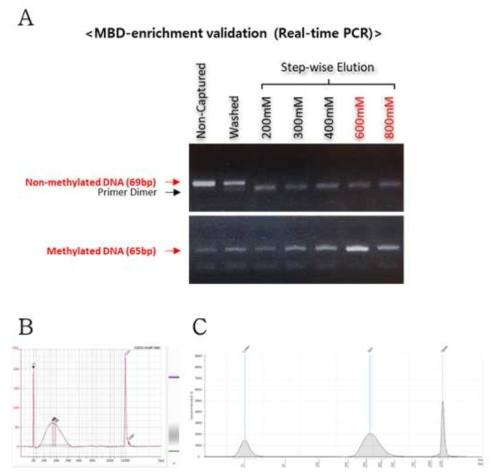 MBD-enrich를 통해 특이적으로 얻은 메틸화 DNA의 검증. A. MBD를 이용하여 메틸화된 DNA만을 특이적으로 얻었는지의 여부를 Real-time PCR을 통해 검증. B. MBD-enriched DNA QC를 통한 DNA size와 농도에 대한 QC결과. (DNA size : 50-350bp) C. MBD-enriched DNA의 시퀀싱과정을 위해 제작된 library에 대한 QC결과. (library size : 300-400bp)