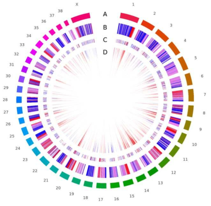 유전자지도에서 (A) 염색체 (chr1~chrX), (B) CpG regions (red: CpG islands, pink : CpG shores, white : CpG shelves, blue : Non-CpG regions), (C) Differentially expressed genes; DEGs (red : upregulated genes, blue : downregulated genes), (D) Differentially methylated genes; DMGs (red : hyper methylation, blue : hypomethylation, 높이 : 해당 부분에 포함되어 있는 CpG dinucleotides 의 개수)를 나타낸 원형그래프