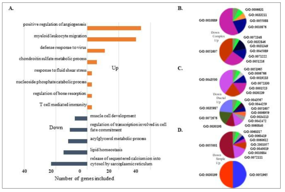 유선암과 정상에서 차이나는 유전자 군의 기능분석 A. 전체 비교에서 나오는 유전자 그룹의 GO analysis. B, C, D 각각 comlex, ductal simple 타입에서 차이나는 유전자 군의 GO analysis