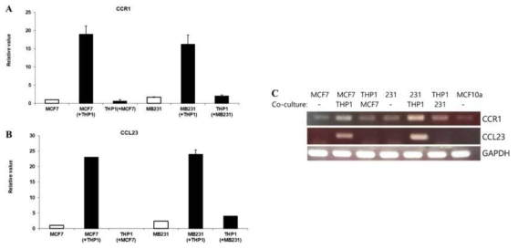유방암 세포주에서 CCR1, CCL23 발현 분석