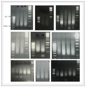 말초혈액 단핵구에서의 ATAC-seq 분석을 위한 프로토콜 확립. 개의 말초혈액 단핵구의 ATAC-seq을 위한 크로마틴 조각내기. transposase로 크로마틴을 150-1,000bp로 조각내면서 동시에 어댑터를 붙인 후 조각난 사이즈를 아가로즈 젤로 확인