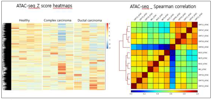 ATAC-seq signal heatmap