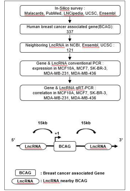 lncRNA 선별 과정