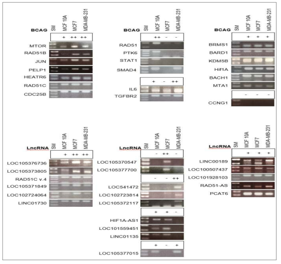 lncRNA 발현 양상 조사