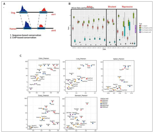 개의 후성유전체와 사람의 후성유전체의 비교 A. 개와 사람의 유전체 중 1:1 매치되는 부분을 선별 B. 각부분에서 염색체 상태의 비교. C.각 조직에서 히스톤 변이 마커들의 개와 사람에서 상관성 확인