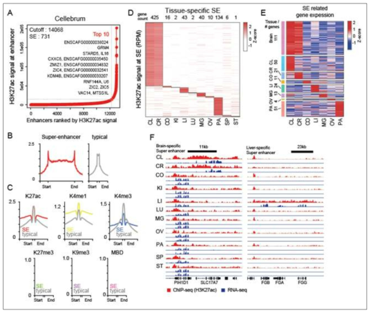 조직 특이적인 super enhancer 의 분석 A. 소뇌 조직에 대한 슈퍼 인핸서 (Super-enhancer) 분석 결과 B-C. 각 조직에서 슈퍼 인핸서와 전형적인 인핸서의 형태 확인 및 두 위치에서의 5개 히스톤 결합 밀집도와 메틸화 정도 비교 D-E. 슈퍼 인핸서 위치상의 H3K4me3 결합 정도 비교를 통한 조직 특이적 슈퍼 인해서 선별 및 유전자 발현을 이용한 조직 특이적 슈퍼 인핸서 관련 유전자 선별 F. 조직 특이적 슈퍼 인핸서 및 유전자 발현을 보이는 위치의 시각화 예시