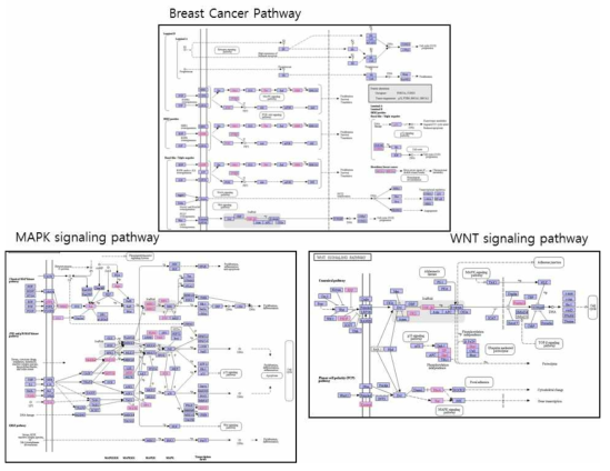 유선 조직에서 동정된 단백질 관련 Signaling pathway Map (Breast Cancer pathway, MAPK signaling pathway, WNT signaling pathway)