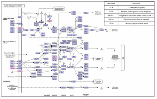 유선 조직에서 특이적으로 동정된 단백질의 MAPK Signaling pathway map 결과