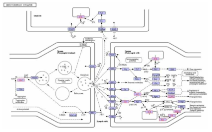 대뇌 조직에서 특이적으로 동정된 단백질의 Serotonergic synapse pathway map 결과