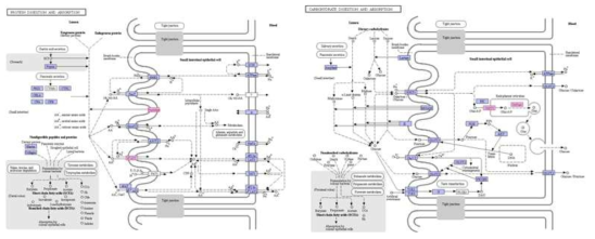 콩팥 조직에서 특이적으로 동정된 단백질의 protein and carbohydrate digestion and absorption pathway map 결과