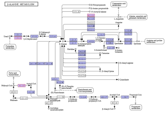 간 조직에서 특이적으로 동정된 단백질의 beta-alanine metabolism pathway map 결과