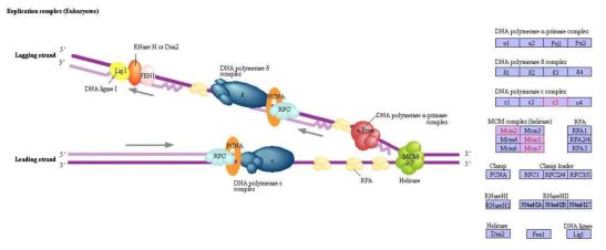 고환 조직에서 특이적으로 동정된 단백질의 DNA replication pathway map 결과