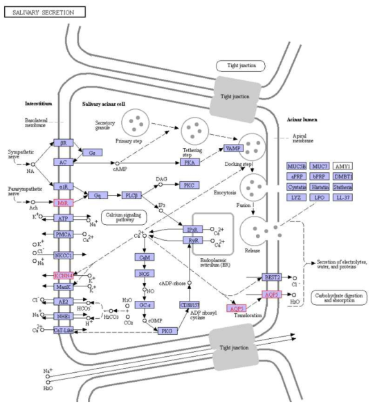 전립선 조직에서 특이적으로 동정된 단백질의 Salivary secretion pathway map 결과