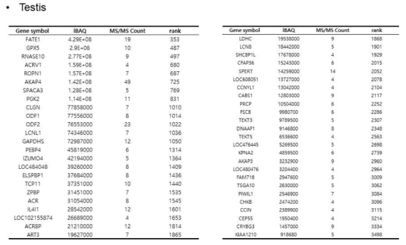 고환 조직 특이적 단백질 리스트