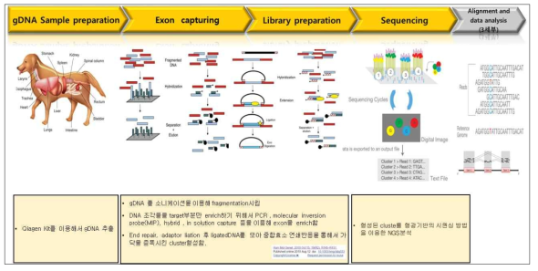 엑솜시퀀싱 모식도