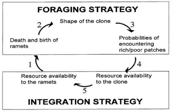 Hypothetical scheme about the relationship between foraging and resource integration(Oborny et al. 2001)