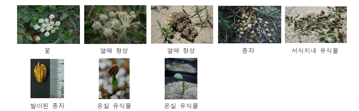 갯방풍 (Glehnia littoralis)의 꽃, 열매, 종자, 유식물 사진