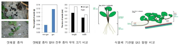 갯메꽃 종자, 종자발아 전후 종자의 무게와 크기, 식물체 GA3 함량 비교