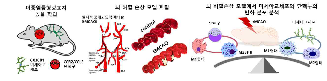 뇌염증 반응 경과 프로토콜 확립