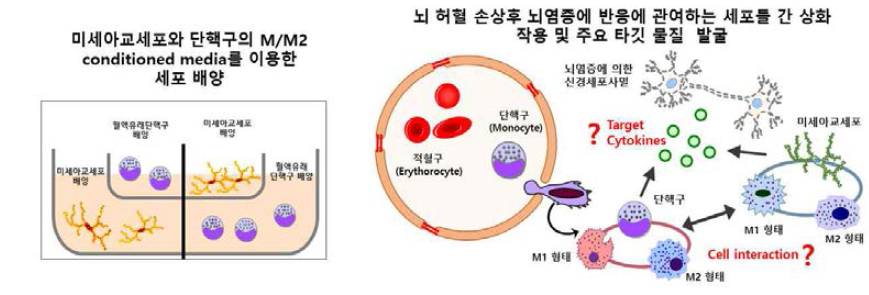 뇌염증 반응에 관여하는 주요 세포 및 타깃물질 발굴