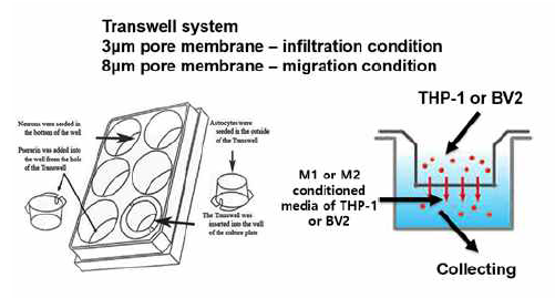 Transwell 을 이용한 세포들의 침윤성