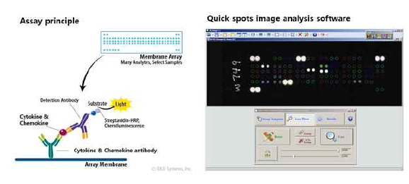 Proteome profier assay를 이용한 타깃물질 발굴 (R&D system)