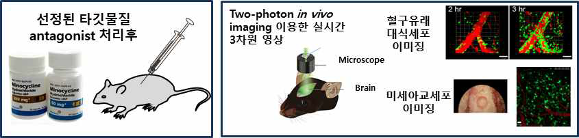 뇌손상모델에서 생체이미징 기법을 이용하여 미세아교세포와 혈액유래 단핵구 상호작용 관찰