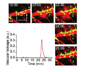 in vivo imaging을 이용하여 혈관투과성측정