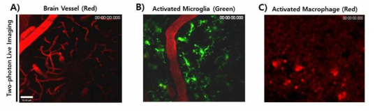 이광자현미경을 이용하여 뇌혈관 및 뇌염증 관여 세포 관찰