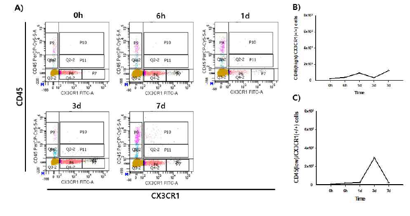 CD45high/ CX3CR1(+/+) 과 CD45low/CX3CR1(+/+) 세포의 유세포 분석