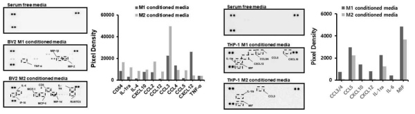 Proteome profiler assay를 이용한 cytokine 발현 확인