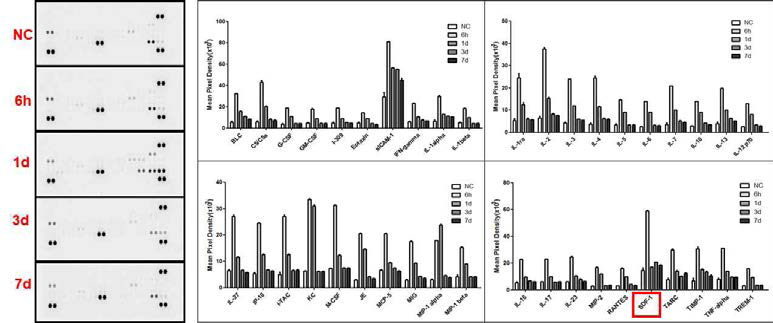 Proteome profiler assay를 이용한 cytokine 발현 확인