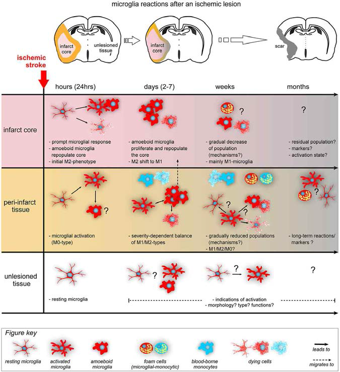 뇌 허혈 손상 이후, 뇌 실질조직 내 미세아교세포의 형태학적, 기능적 변 화 (Lourbopoulos A et al., Frontiers in Cellular Neuroscience, 2015)