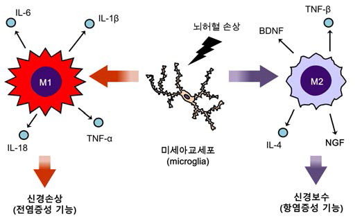 M1/M2 유형의 미세아교세포 역할