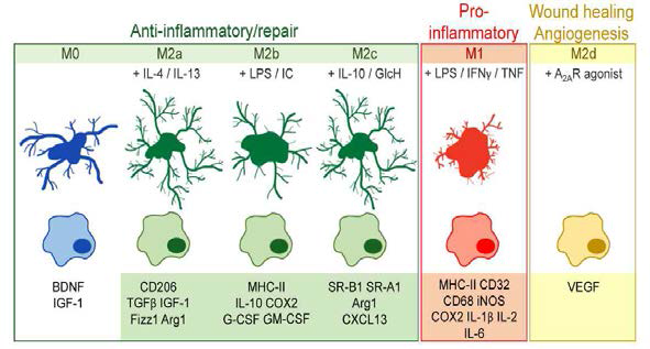 미세아교세포의 활성화 및 표현형 (Franco R et al., Progress in Neurobiology, 2015)