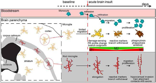 뇌 허혈 손상 이후, 혈관유래 대식세포의 유입과 미세아교세포의 표현형 변화 (Fumagalli S et al., Frontiers in Neurology, 2015)