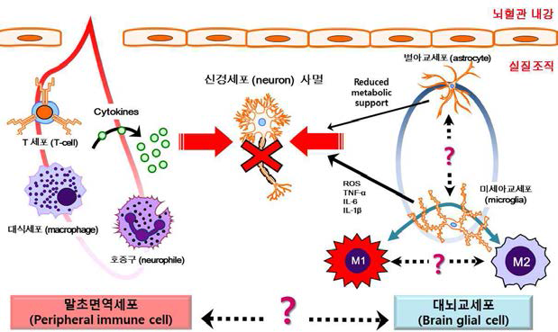 뇌허혈 손상 후 면역세포들과 활성화된 미세아교세포가 신경세포사멸에 미치는 영향
