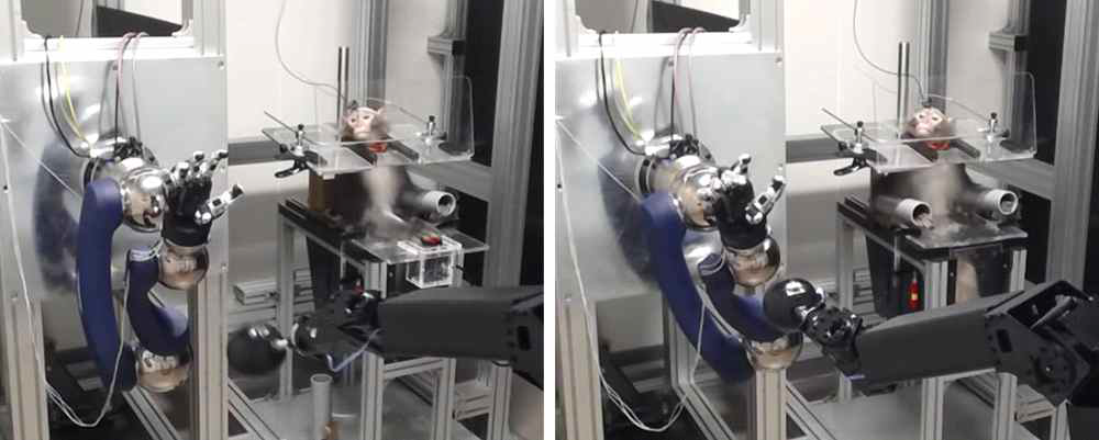 영장류의 뇌 신경신호를 이용한 로봇제어 모습. (좌, 자동으로 움직이는 로봇팔을 관찰 (Phase I)하는 영장류 모습; 우, 영장류 뇌 신경신호를 이용하여 로봇팔 제어 (Phase II)하는 영장류 모습)
