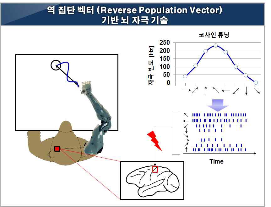 역 집단 벡터 (reverse population vector) 개념을 이용한 팔 위치-운동 정보 전달 기술 예상 개념도. 신경세포가 좋아하는 운동방향 (preferred direction)을 벡터화 해서 팔운동을 디코딩하는 집단벡터 (population vector)개념을 역으로 적용