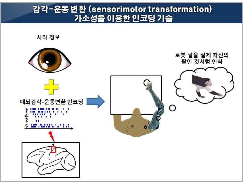 감각-운동 변환 신경 가소성을 이용한 팔 위치-정보 전달 기술 예상 개념도. 신경가소성이 높은 대뇌피질에 체성감각정보를 전달 해 줌과 동시에 영장류가 로봇팔 운동을 시각적으로 관찰하게 함으로서 감각-운동 변환이 일어나도록 유도함