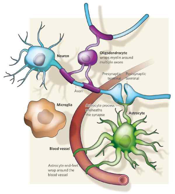 Glia-neruon interaction; Nature (2009)