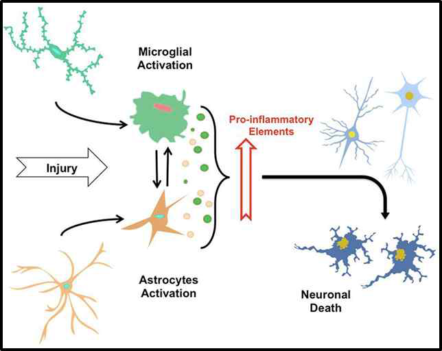 Neuroinflammatotry process; Frontiers in Cellular Neuroscience (2014)