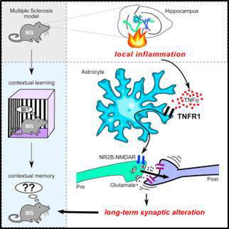 Neuroinflammatory TNFα impairs memory via astrocyte signaling. Cell (2015)