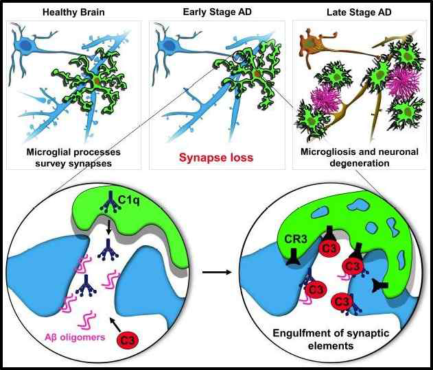 Complement and microglia mediate early synapse loss in AD mice models. Science (2016)