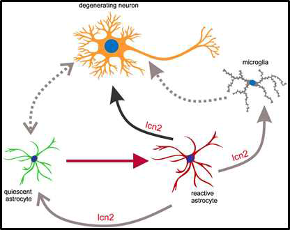Reactive astrocytes secrete lcn2 to promote neuron death. PNAS (2013)