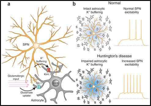 Reactive astrocytes in Huntington’s disease. Nature Neuroscience (2014)